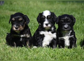 traumhaft hübscher Tibet Terrier Welpen aus erfahrender Zucht  sind geboren dürfen im Juni ausziehen