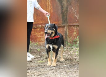 OSKAR - wer zeigt dem traurigen Hundemann wie schön ein Hundeleben sein kann?