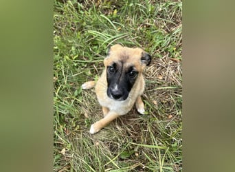 Chip 245944: Hundekind sucht ein Zuhause