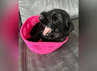 Riesenschnauzer Schwarz