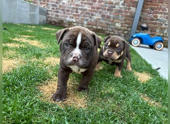 Exotic Bully Bulldog OEB Welpen Bulldogge