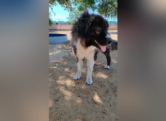 Dalila