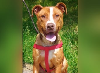 Julien, American Staffordshire Mischling