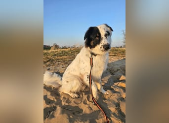 Oslo (ca. 2 Jahre) – großer Hund sucht neuen Platz (41749 Viersen)