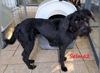 Selma2 11/2022 (GRC) - traumhafte, super soziale und hübsche Schnauzer-Mix Hündin!