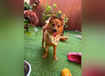 Maggy SR – Kleine Spitzdame mit großem Herz sucht Familie