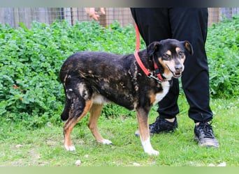 Estrelinha  - Mix Schäferhund / Labrador, lieb und verträglich