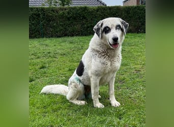 Snow, geb. ca. 06/2023, lebt auf einer Pflegestelle in 47652 Weeze