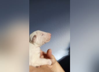 Miniatur Bullterrrier Welpe Hündin