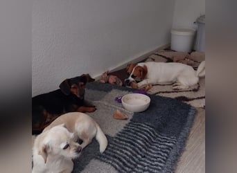 Lustige MONA sucht eine liebevolle Familie