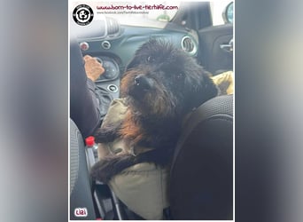 Bildhübsche Lizi auf PS sucht ein Zuhause für immer