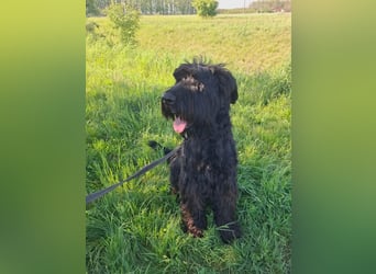 Jacky VI – Lebensfroher Riesenschnauzer sucht aktives Zuhause