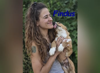 Findus 01/2025 (ESP) - kleiner Welpe sucht Unterstützung!