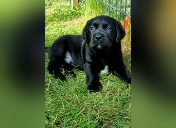 Labrador Welpen mit Ahnentafel, abzugeben ab Mitte /Ende Mai