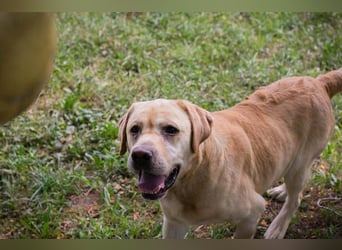 AARON - Freundlicher Labrador-Mix sucht seine Familie