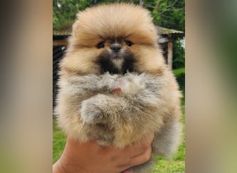 Pomeranian Boo Zwergspitz