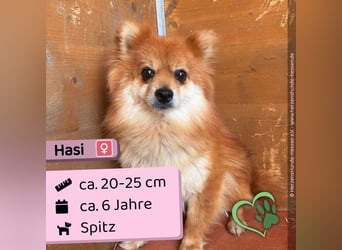 Hasi