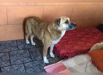 JARO - der brave Rüde liebt Streicheleinheiten und möchte sein altes Leben hinter sich lassen