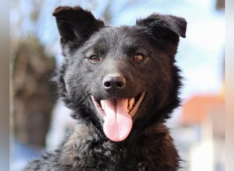 Lino ❤️ treuer, lieber Familienhund