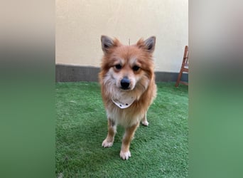 Tony SR - Ein treuer Begleiter sucht Zuhause