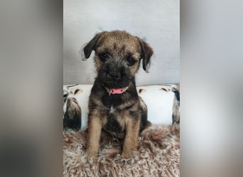 1 süße Border Terrier Hündin sucht ein liebevolles Zuhause