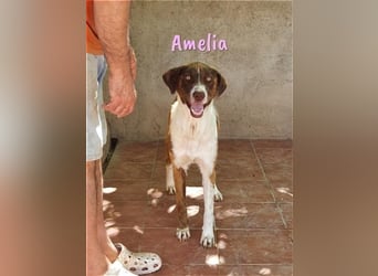 Amelia 08/2018 (ESP) - bezaubernde, ausgeglichene und soziale Hütehund-Mix Hündin!