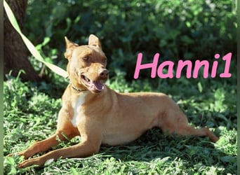 Hanni1 10/2021 (ESP) - anhängliche und gesellige Podenco-Mix Hündin, ein fröhlicher Sonnenschein!