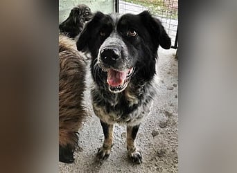 Ruby, lieb und gutmütig