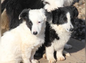 Pfiffige PUPIN - neugierig, gechillt und verschmust