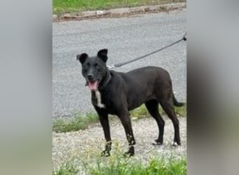 LOLKA - die sportliche, liebe Seniorin sucht eine konsequente Familie ohne Kleintiere