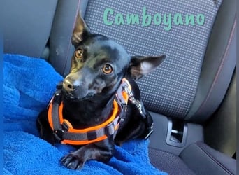 Camboyano 12/2022 (in Deutschland) - lustiger kleiner Pinscher-Mix!