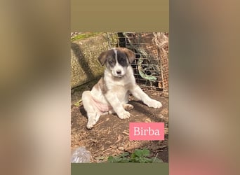 Birba sucht ihr Zuhause
