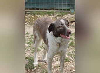 Stephan - Ein hoffnungsvoller Hund sucht sein Zuhause