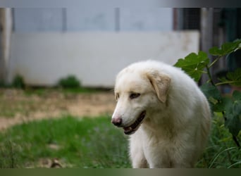 HSH-Hündin sucht Zuhause