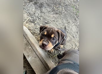 Exotic Bully Bulldog OEB Welpen Bulldogge