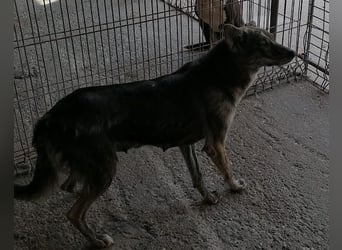 Nala wünscht sich ein Zuhause