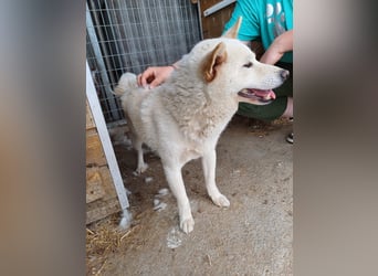Lien PP – Offener Shiba Inu-Rüde auf der Suche nach seinem Zuhause
