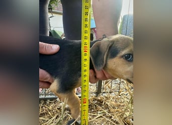 Patricia, geboren 10.04.2025, 22cm sucht ihr Zuhause