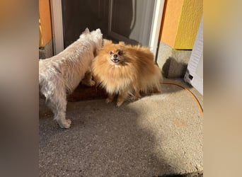 Mogyoro SR- kleiner Pomeranian mit großem Nachholbedarf sucht geduldige Menschen