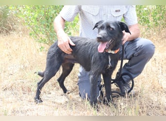 Costa, Mix Schnauzer / Podengo, lieb und sozial