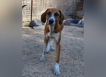 Bracken-Mix ♥Sky♥ lieb + abenteuerlustig