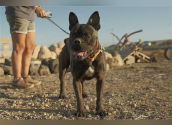 Bulli sucht neue Herausforderungen