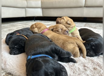 Reinrassige Labrador Welpen in foxred und schwarz