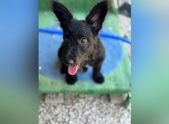 Manuela, ein süßes Hundekind