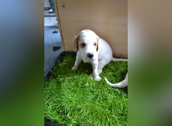 Traumfee - Irish Red and White Setter