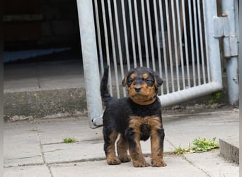 Airedale Terrier Welpen aus VDH Zucht