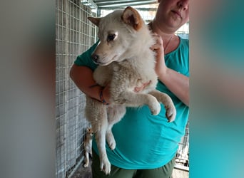 Szines PP – junge Shiba Inu-Hündin sucht geduldiges Zuhause