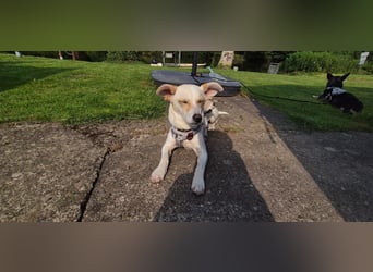 Josie