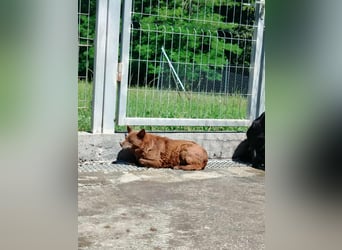 Babsi Mischling Hündin sucht Zuhause oder Pflegestelle