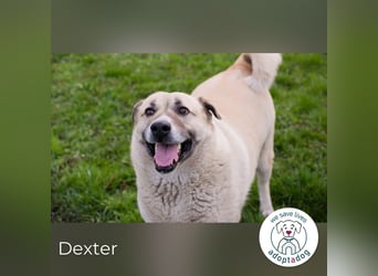 Hallo mein Name ist Dexter